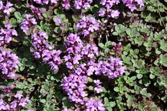 Thymus evenkiensis