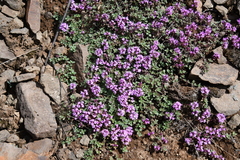 Thymus evenkiensis