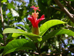 Hibiscus clayi