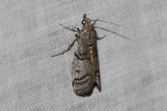 Cryptoblabes euraphella