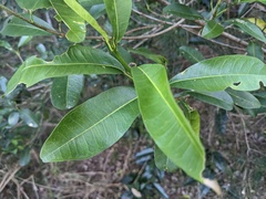 Acronychia oblongifolia