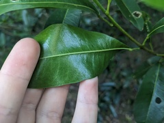 Acronychia oblongifolia