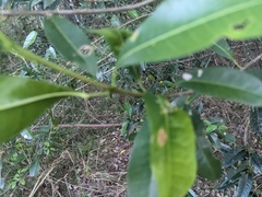 Acronychia oblongifolia