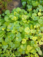 Cochlearia danica