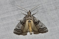 Cryptoblabes euraphella
