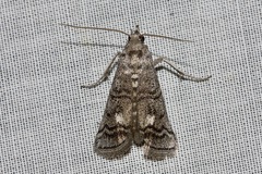 Cryptoblabes euraphella
