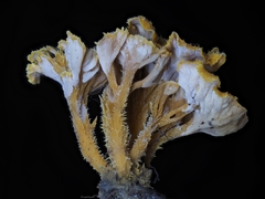 Pterygellus armeniacus