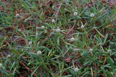 Blutaparon vermiculare