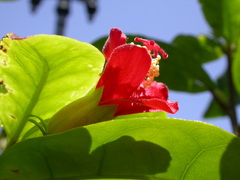 Hibiscus clayi