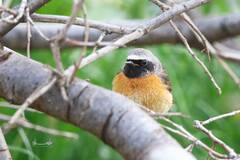 Phoenicurus phoenicurus