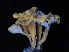 Pterygellus armeniacus