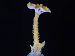 Pterygellus armeniacus