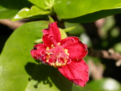 Hibiscus clayi
