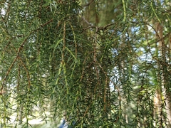 Juniperus cedrus