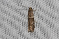 Ephestiopsis oenobarella