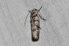 Lichenaula onychodes