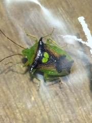 Sastragala versicolor