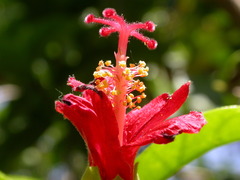 Hibiscus clayi