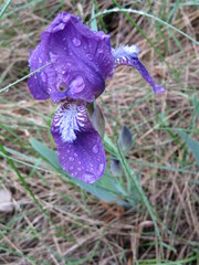 Iris aphylla