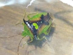 Sastragala versicolor