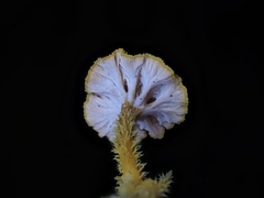 Pterygellus armeniacus