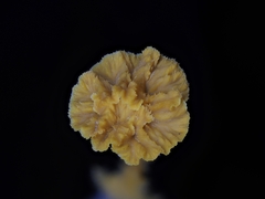 Pterygellus armeniacus