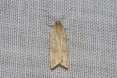 Clepsis divulsana