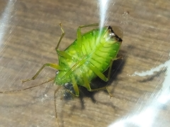 Sastragala versicolor