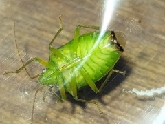 Sastragala versicolor