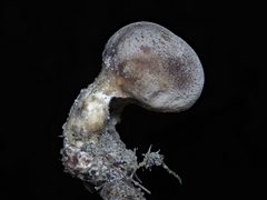 Scleroderma verrucosum