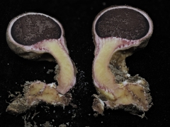 Scleroderma verrucosum