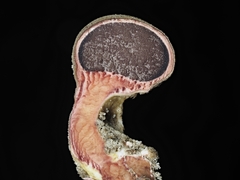 Scleroderma verrucosum