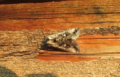 Syngrapha interrogationis