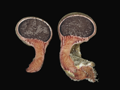 Scleroderma verrucosum