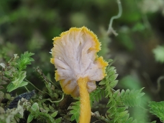 Pterygellus armeniacus
