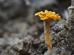 Pterygellus armeniacus