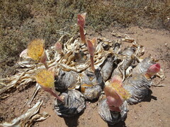 Boophone haemanthoides