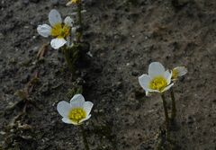 Ranunculus subrigidus