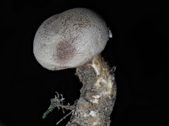 Scleroderma verrucosum