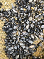 Mytilus edulis