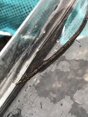 Nerophis lumbriciformis