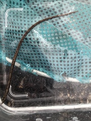 Nerophis lumbriciformis