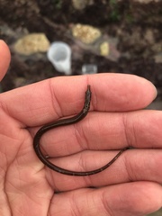 Nerophis lumbriciformis