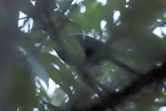 Momotus aequatorialis