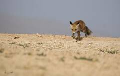 Vulpes vulpes barbara