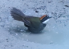 Arremon brunneinucha