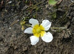 Ranunculus subrigidus