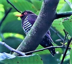 Chrysococcyx xanthorhynchus