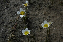 Ranunculus subrigidus