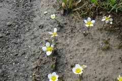 Ranunculus subrigidus